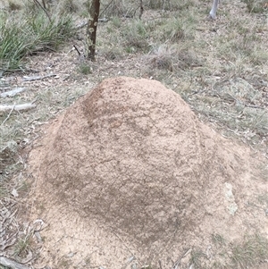 Nasutitermes exitiosus at Watson, ACT - suppressed