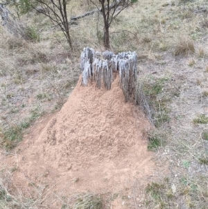 Nasutitermes exitiosus at Watson, ACT - suppressed