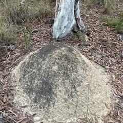 Nasutitermes exitiosus (Snouted termite, Gluegun termite) at Bruce, ACT - 30 May 2024 by DonFletcher