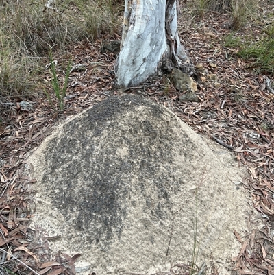 Nasutitermes exitiosus (Snouted termite, Gluegun termite) at Bruce, ACT - 30 May 2024 by DonFletcher