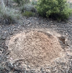 Nasutitermes exitiosus (Snouted termite, Gluegun termite) at Bruce, ACT - 30 May 2024 by DonFletcher