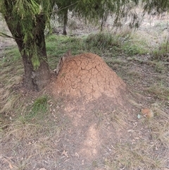 Nasutitermes exitiosus (Snouted termite, Gluegun termite) at Hackett, ACT - 30 May 2024 by DonFletcher