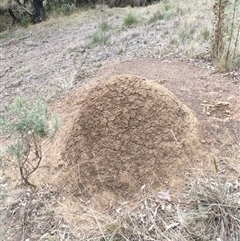 Nasutitermes exitiosus (Snouted termite, Gluegun termite) at Watson, ACT - 30 May 2024 by DonFletcher