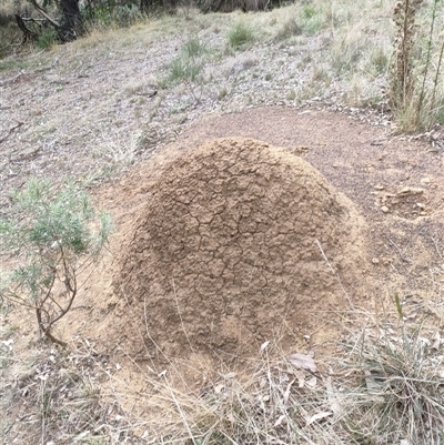 Nasutitermes exitiosus (Snouted termite, Gluegun termite) at Watson, ACT - 30 May 2024 by DonFletcher