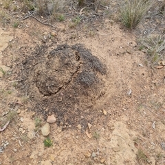 Nasutitermes exitiosus (Snouted termite, Gluegun termite) at Hackett, ACT - 30 May 2024 by DonFletcher