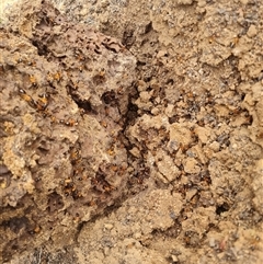 Nasutitermes exitiosus at Hackett, ACT - suppressed