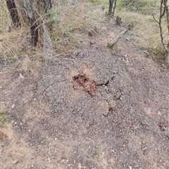 Nasutitermes exitiosus (Snouted termite, Gluegun termite) at Hackett, ACT - 30 May 2024 by DonFletcher