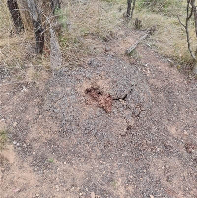 Nasutitermes exitiosus (Snouted termite, Gluegun termite) at Hackett, ACT - 30 May 2024 by DonFletcher