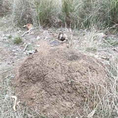 Nasutitermes exitiosus (Snouted termite, Gluegun termite) at Kenny, ACT - 30 May 2024 by DonFletcher