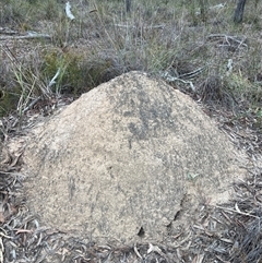 Nasutitermes exitiosus (Snouted termite, Gluegun termite) at Bruce, ACT - 30 May 2024 by DonFletcher