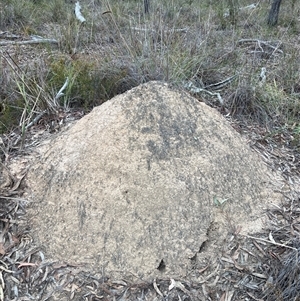 Nasutitermes exitiosus at Bruce, ACT - suppressed