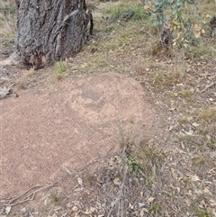 Nasutitermes exitiosus (Snouted termite, Gluegun termite) at Hackett, ACT - 30 May 2024 by DonFletcher