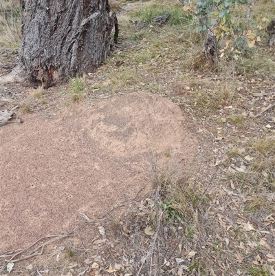 Nasutitermes exitiosus (Snouted termite, Gluegun termite) at Hackett, ACT - 30 May 2024 by DonFletcher