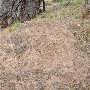 Nasutitermes exitiosus at Hackett, ACT - suppressed