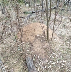 Nasutitermes exitiosus (Snouted termite, Gluegun termite) at Kenny, ACT - 30 May 2024 by DonFletcher