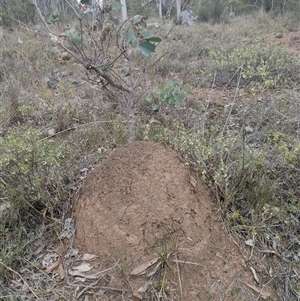 Nasutitermes exitiosus at Watson, ACT - 30 May 2024