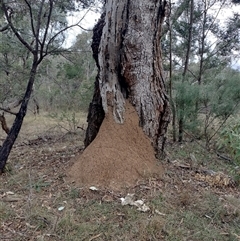 Nasutitermes exitiosus (Snouted termite, Gluegun termite) at Campbell, ACT - 30 May 2024 by DonFletcher