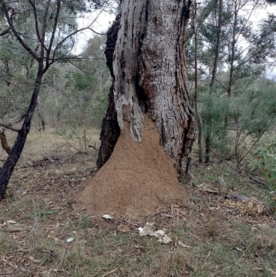 Nasutitermes exitiosus (Snouted termite, Gluegun termite) at Campbell, ACT - 30 May 2024 by DonFletcher