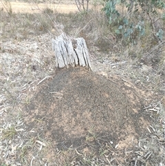 Nasutitermes exitiosus (Snouted termite, Gluegun termite) at Watson, ACT - 30 May 2024 by DonFletcher