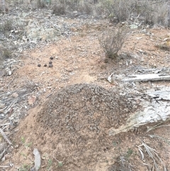 Nasutitermes exitiosus (Snouted termite, Gluegun termite) at Watson, ACT - 30 May 2024 by DonFletcher