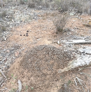 Nasutitermes exitiosus at Watson, ACT - 30 May 2024