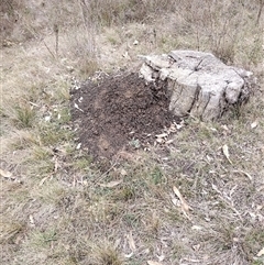 Nasutitermes exitiosus (Snouted termite, Gluegun termite) at Campbell, ACT - 30 May 2024 by DonFletcher