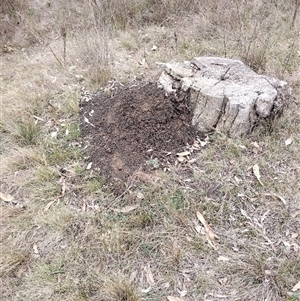 Nasutitermes exitiosus at Campbell, ACT - suppressed