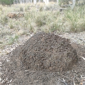 Nasutitermes exitiosus at Watson, ACT - suppressed