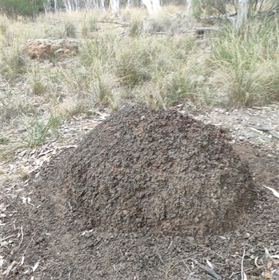 Nasutitermes exitiosus (Snouted termite, Gluegun termite) at Watson, ACT - 30 May 2024 by DonFletcher