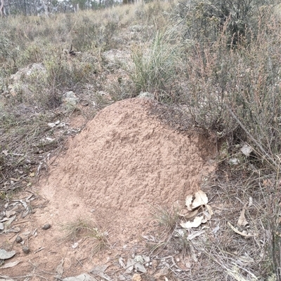 Nasutitermes exitiosus (Snouted termite, Gluegun termite) at Watson, ACT - 30 May 2024 by DonFletcher