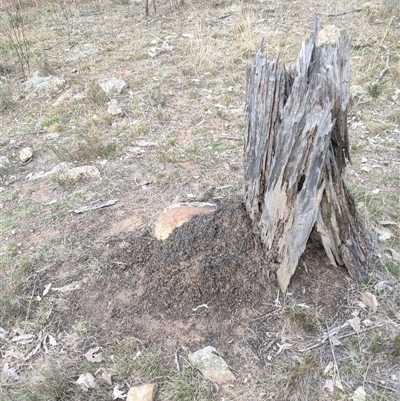 Nasutitermes exitiosus (Snouted termite, Gluegun termite) at Watson, ACT - 30 May 2024 by DonFletcher