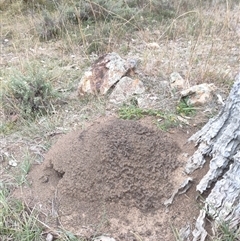 Nasutitermes exitiosus (Snouted termite, Gluegun termite) at Kenny, ACT - 30 May 2024 by DonFletcher