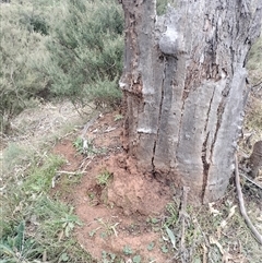 Nasutitermes exitiosus (Snouted termite, Gluegun termite) at Majura, ACT - 30 May 2024 by DonFletcher