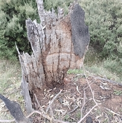 Nasutitermes exitiosus at Majura, ACT - 30 May 2024