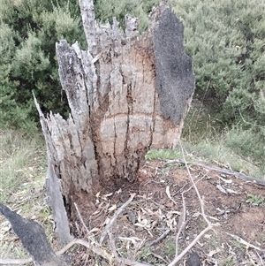 Nasutitermes exitiosus at Majura, ACT - 30 May 2024