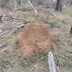 Nasutitermes exitiosus (Snouted termite, Gluegun termite) at Campbell, ACT - 30 May 2024 by DonFletcher