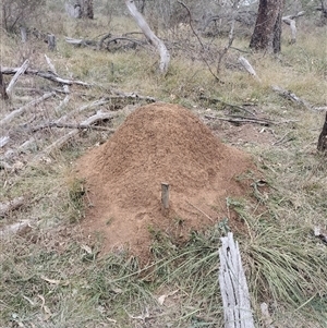 Nasutitermes exitiosus at Campbell, ACT - suppressed