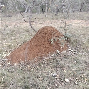 Nasutitermes exitiosus at Campbell, ACT - 30 May 2024