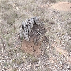 Nasutitermes exitiosus (Snouted termite, Gluegun termite) at Campbell, ACT - 30 May 2024 by DonFletcher