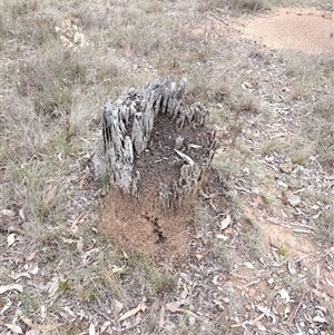 Nasutitermes exitiosus at Campbell, ACT - suppressed