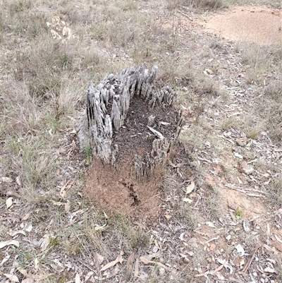 Nasutitermes exitiosus (Snouted termite, Gluegun termite) at Campbell, ACT - 30 May 2024 by DonFletcher