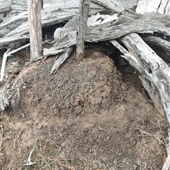 Nasutitermes exitiosus (Snouted termite, Gluegun termite) at Kenny, ACT - 30 May 2024 by DonFletcher