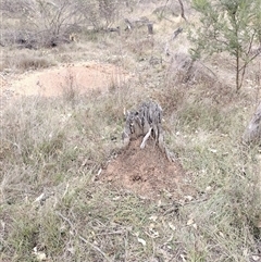 Nasutitermes exitiosus (Snouted termite, Gluegun termite) at Campbell, ACT - 30 May 2024 by DonFletcher