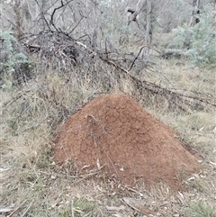 Nasutitermes exitiosus (Snouted termite, Gluegun termite) at Campbell, ACT - 30 May 2024 by DonFletcher