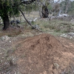 Nasutitermes exitiosus (Snouted termite, Gluegun termite) at Campbell, ACT - 30 May 2024 by DonFletcher