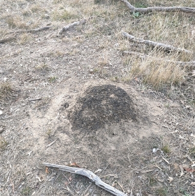 Nasutitermes exitiosus (Snouted termite, Gluegun termite) at Kenny, ACT - 30 May 2024 by DonFletcher