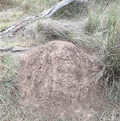 Nasutitermes exitiosus (Snouted termite, Gluegun termite) at Kenny, ACT - 30 May 2024 by DonFletcher