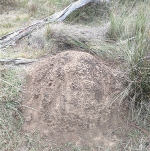 Nasutitermes exitiosus at Kenny, ACT - 30 May 2024