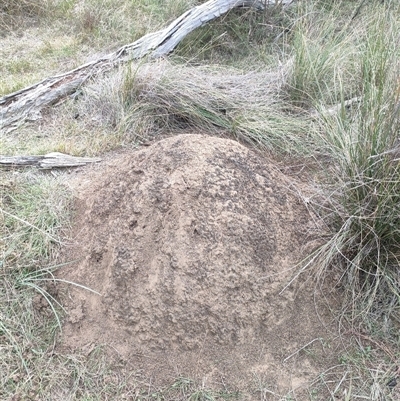 Nasutitermes exitiosus (Snouted termite, Gluegun termite) at Kenny, ACT - 30 May 2024 by DonFletcher