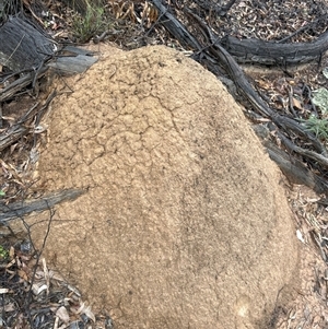 Nasutitermes exitiosus at Acton, ACT - 3 Jun 2024